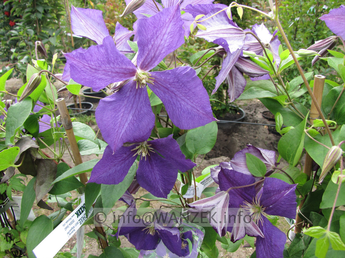Clematis Hybride Jackmanii 02.JPG